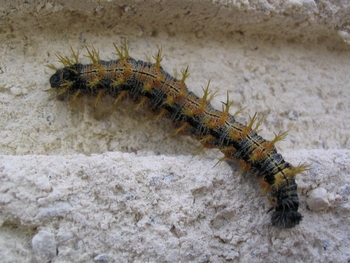 Une chenille