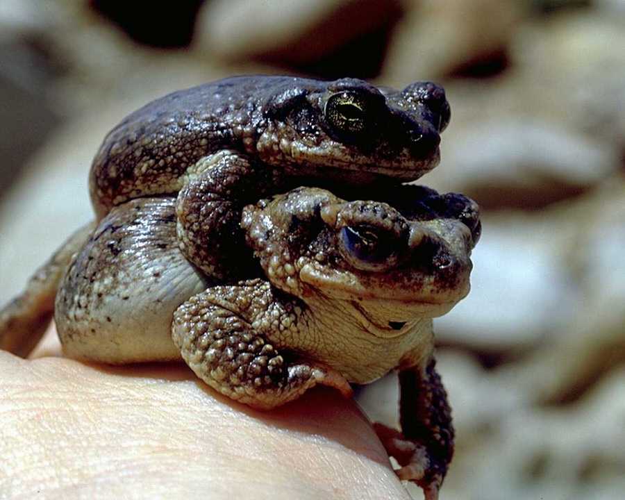 FotooWeb