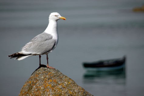Un goéland Â© hugues.delporte - FOTOLIA