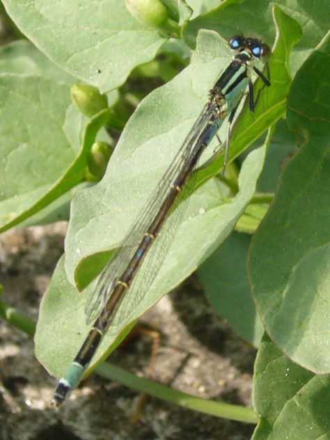 Agrion élégant  Â© polaris