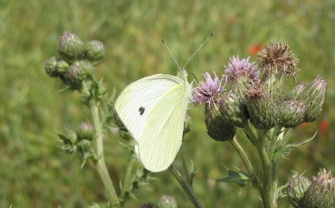 Un papillon