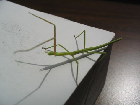 Un jeune phasme bÃ¢ton sur mon bloc-notes Â© polaris