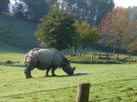 Rhinoféros de Normandie@ polaris